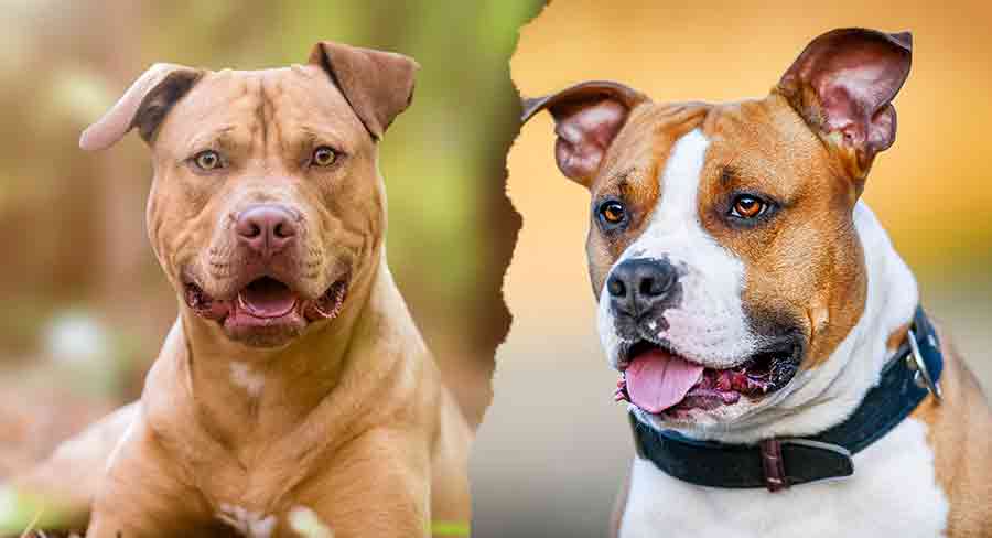 American Staffordshire Terrier vs Pitbull