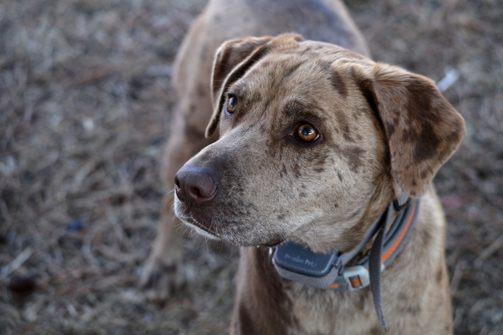 Dog Catahoula Leopard with collar