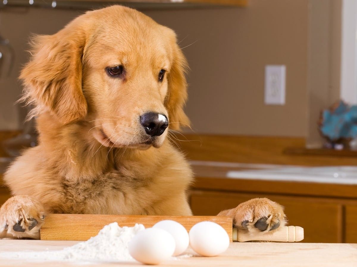 Can Dogs Eat Egg Shells