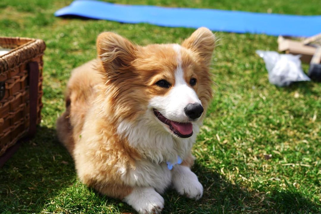 meet-franklin-the-fluffy-corgi-and-kate-vogel
