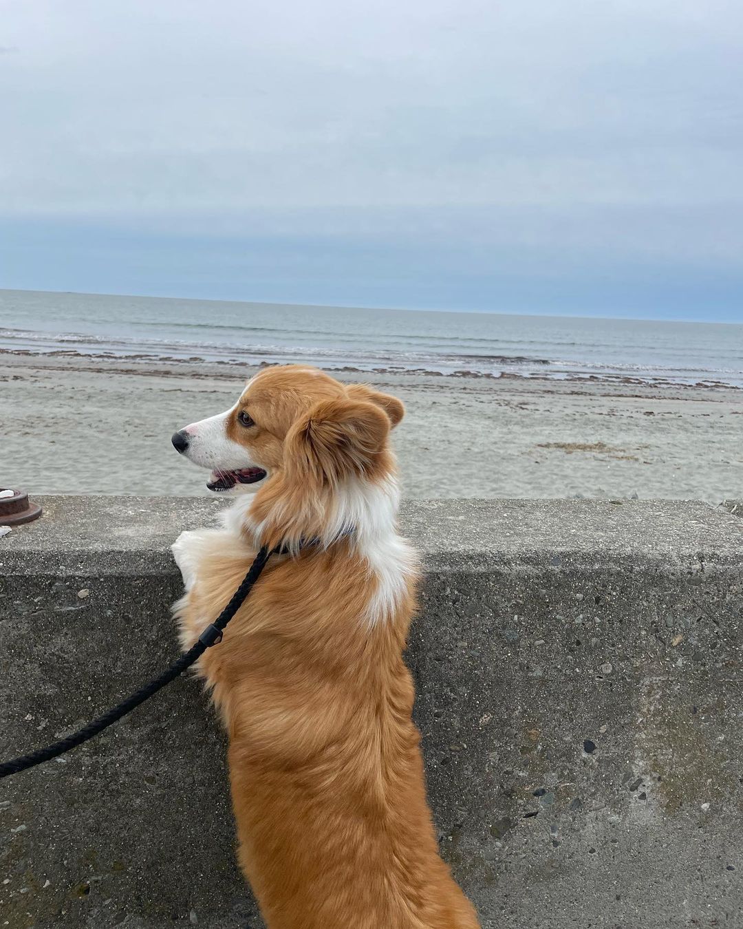 meet-franklin-the-fluffy-corgi-and-kate-vogel