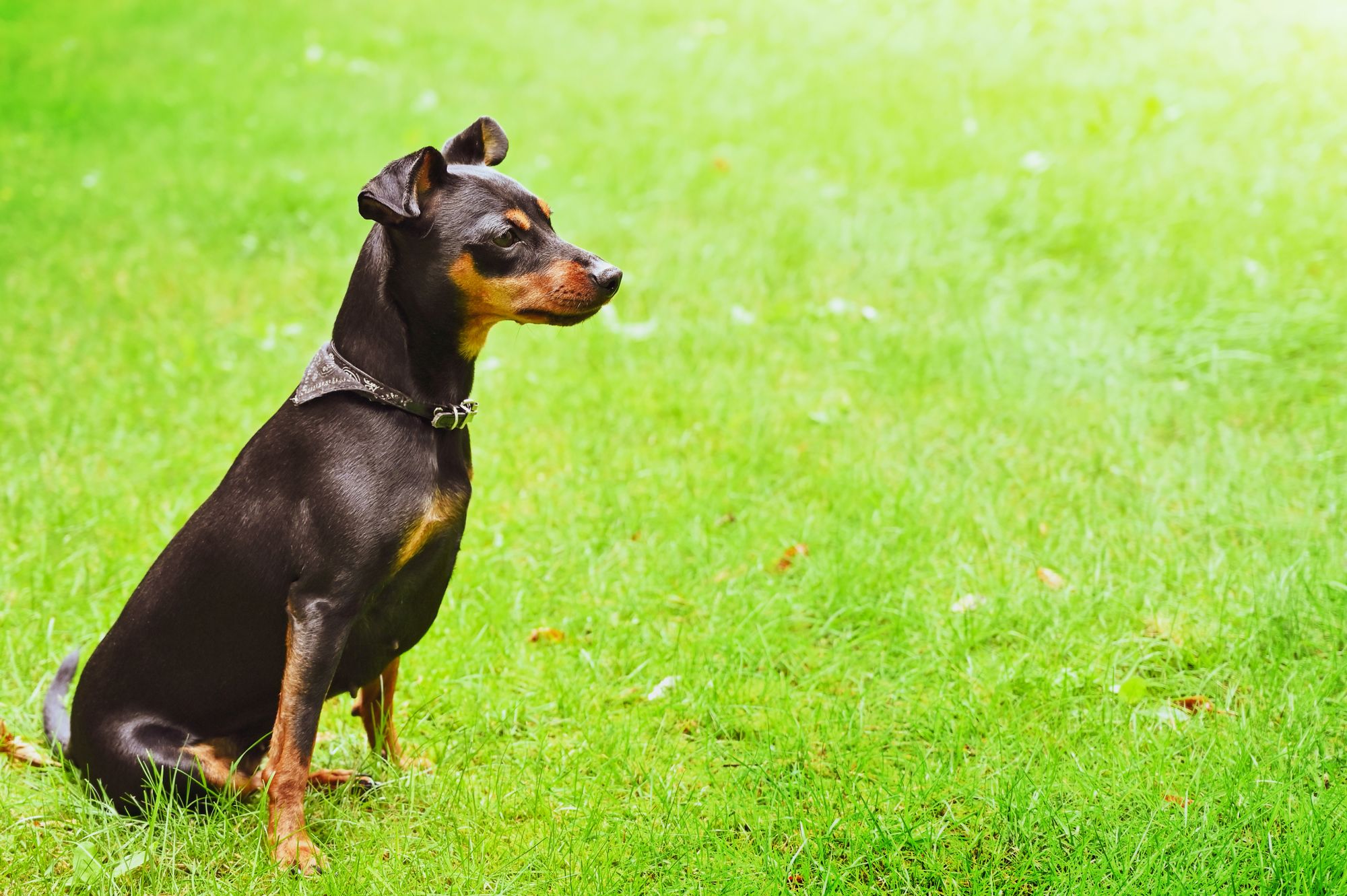 The Benefits of Mini Dobermans