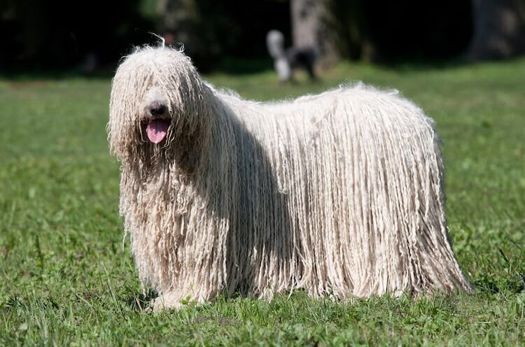 Mop Dog Personality