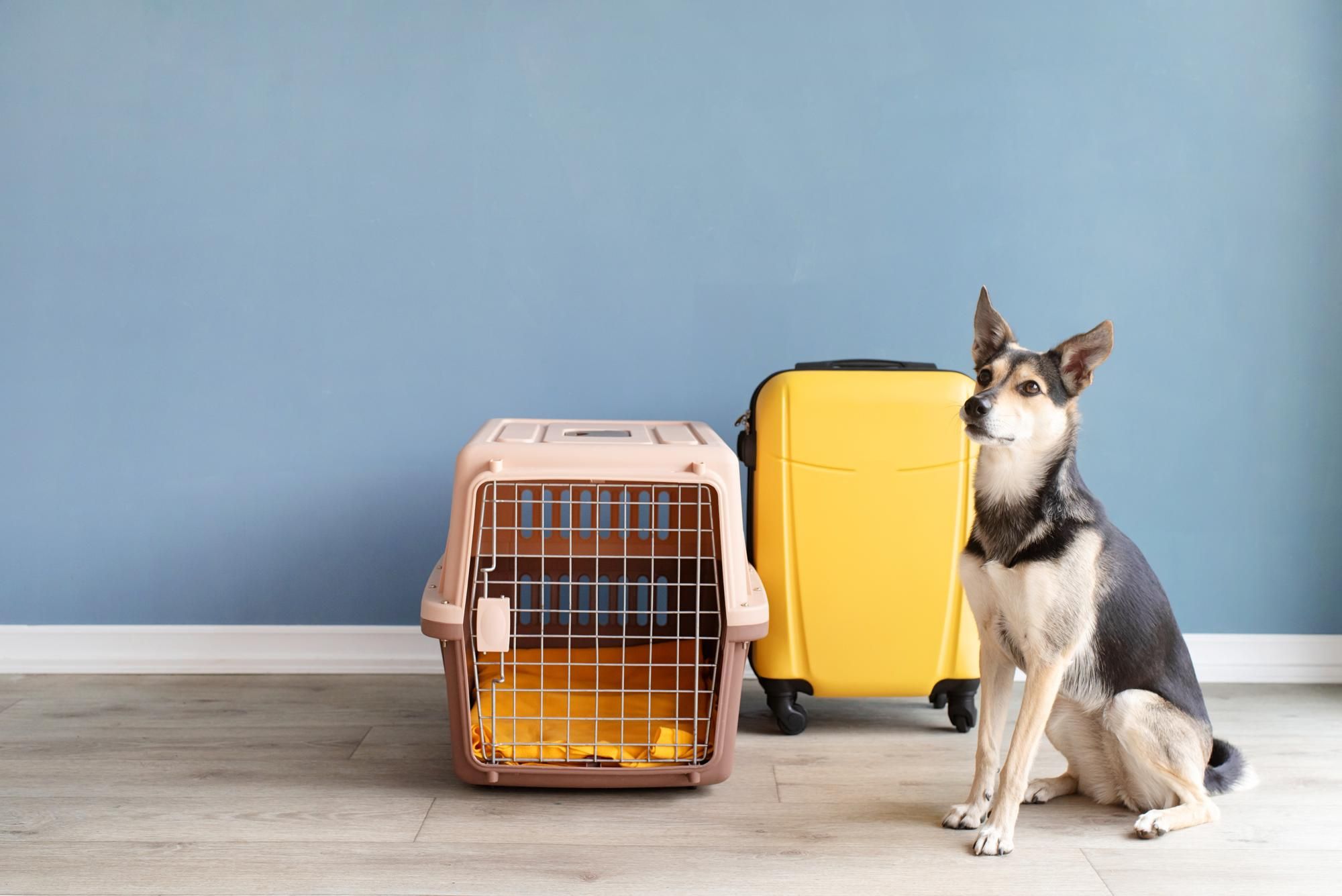 crate training your adopted or rescue dog