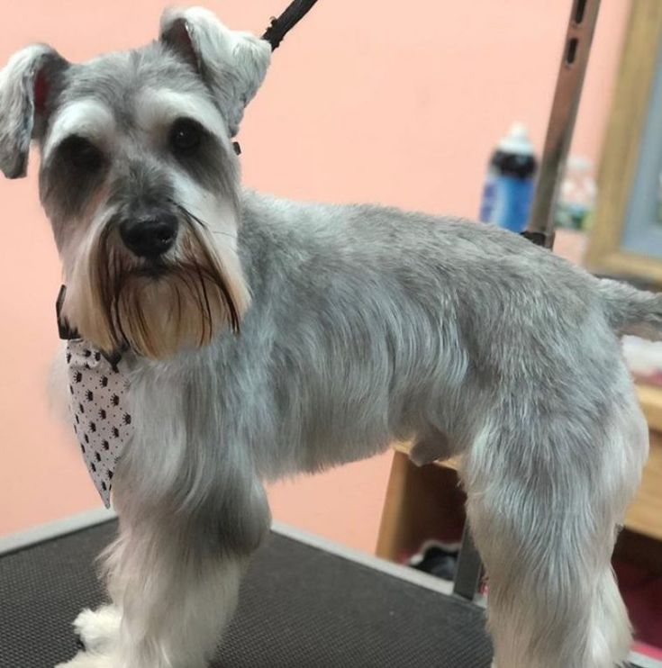 dog Schnauzer Cut
