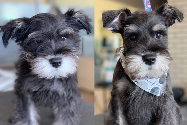 Schnauzer Cut styles
