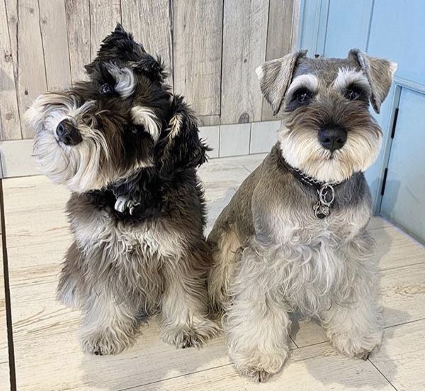 Schnauzer Cut styling