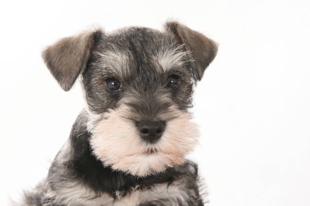 Schnauzer Cut