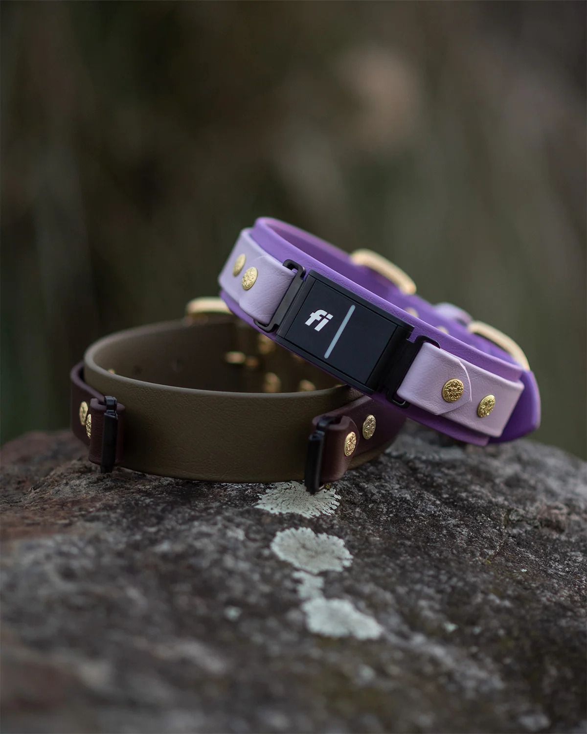 Sexy Beast Lakeside 1.5" Buckle Collar