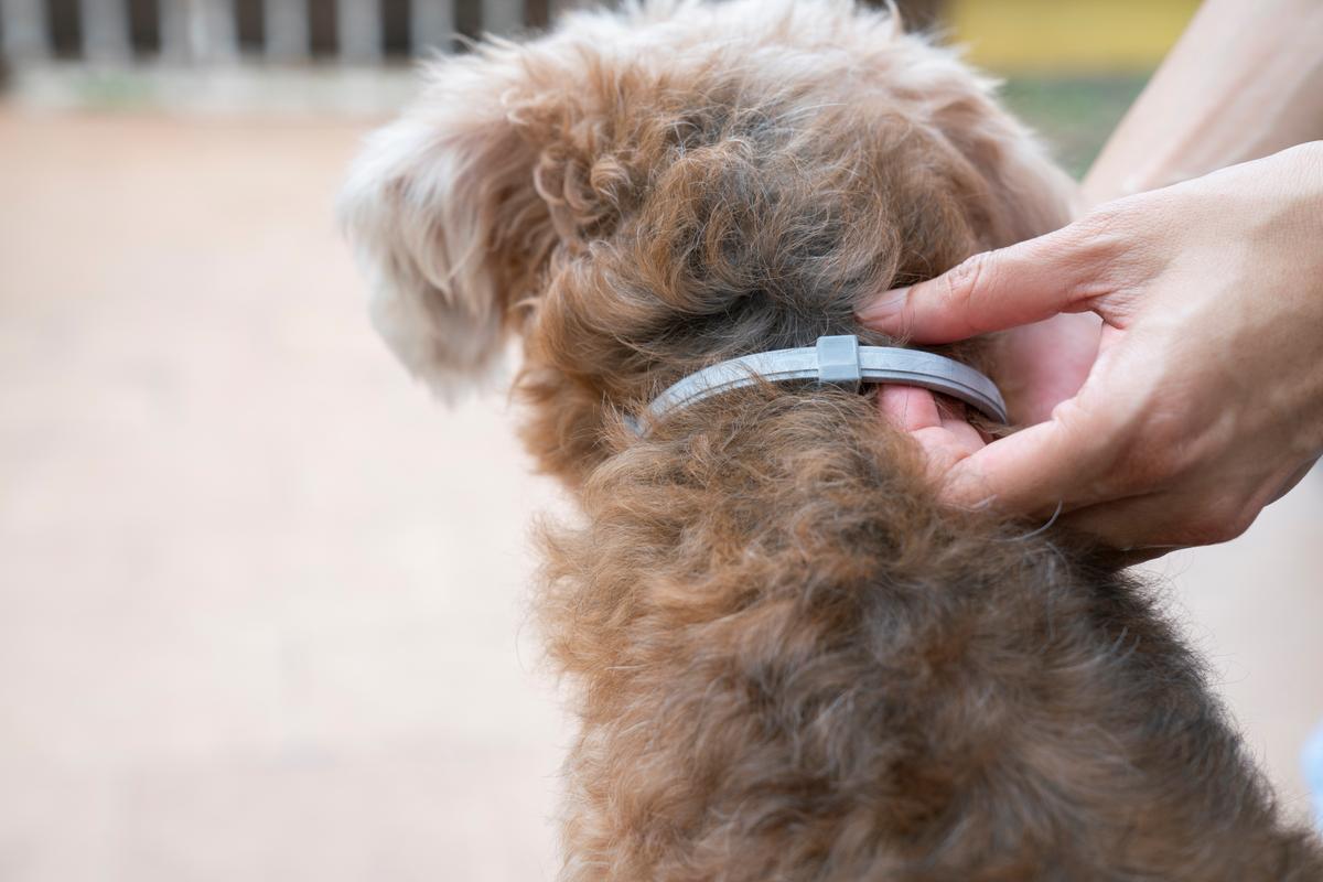 Flea Collars for Dogs
