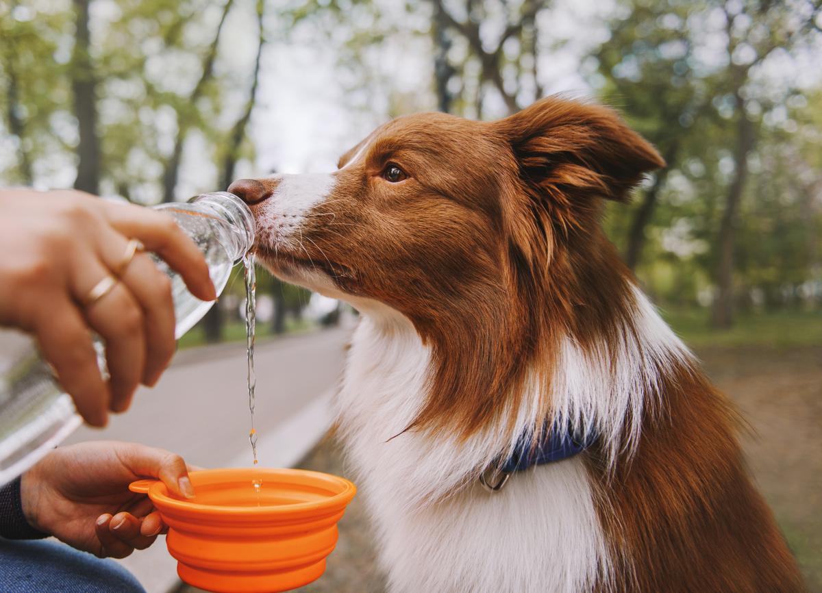 Get My Dog To Drink More Water