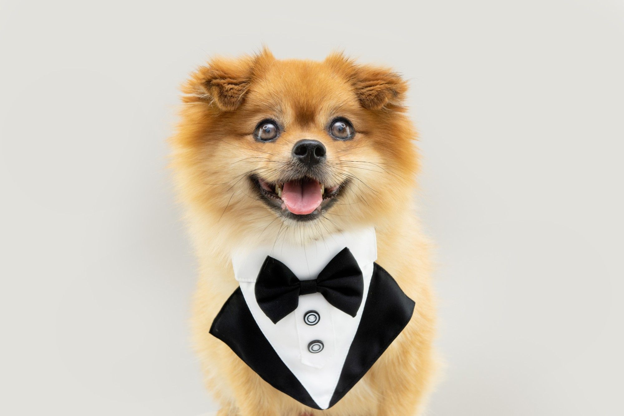 groomed Dog