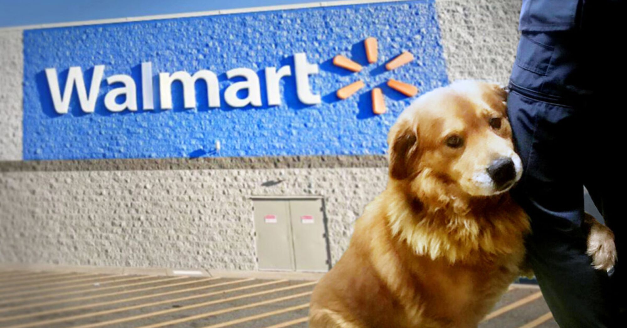  Are Dogs Allowed in Walmart