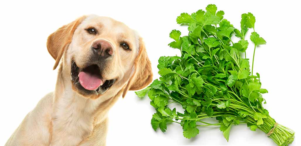 Dogs and Cilantro