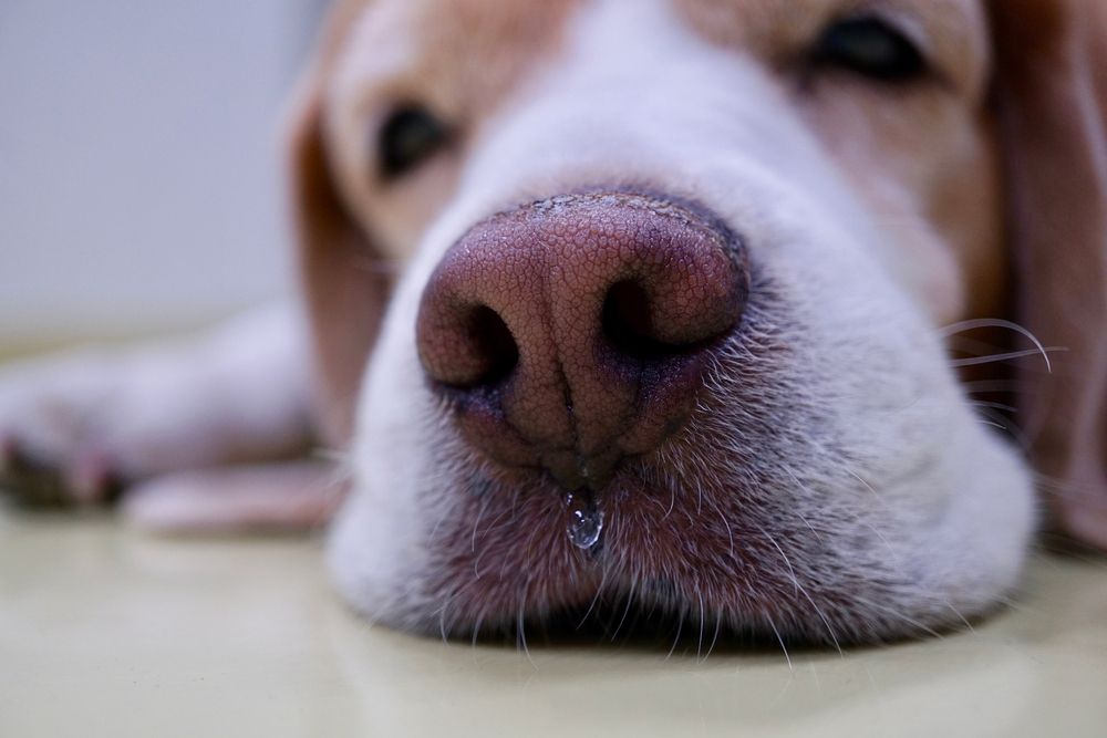 dog has stuffy nose
