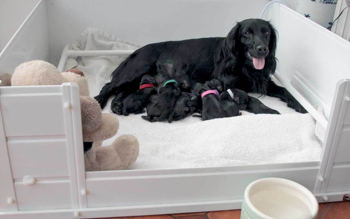 Whelping box for dog