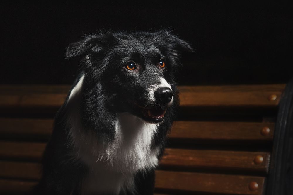 dog panting at night and drinking lots of water