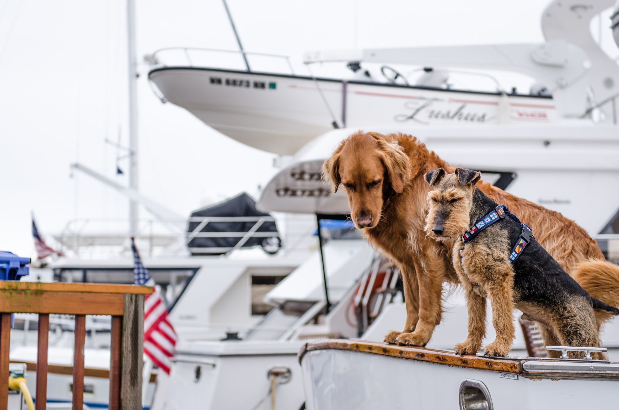 two dogs hanging out on a boat
