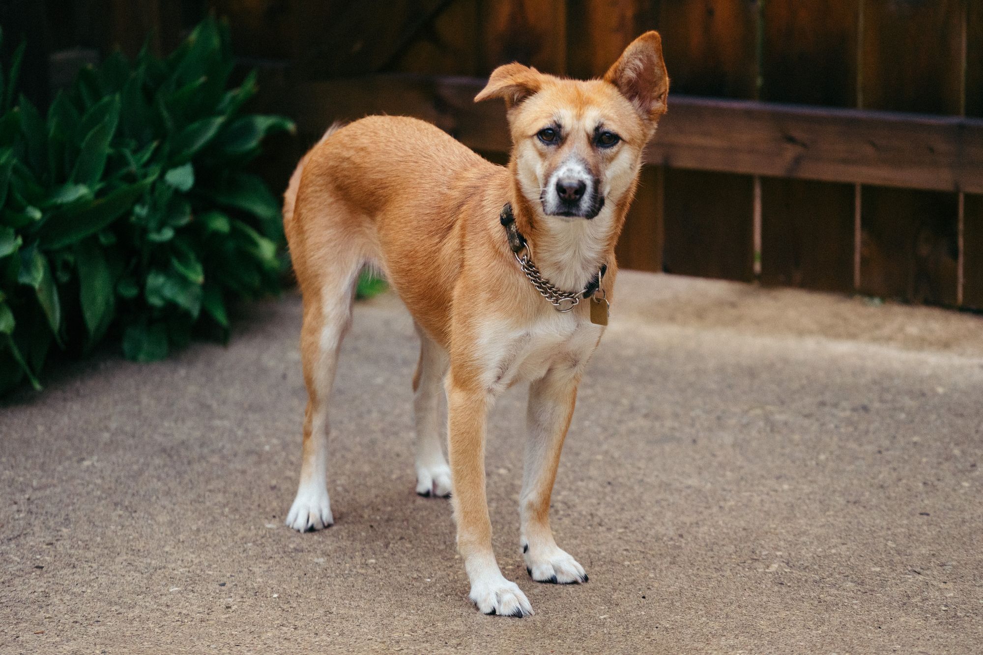 jindo dog collar training