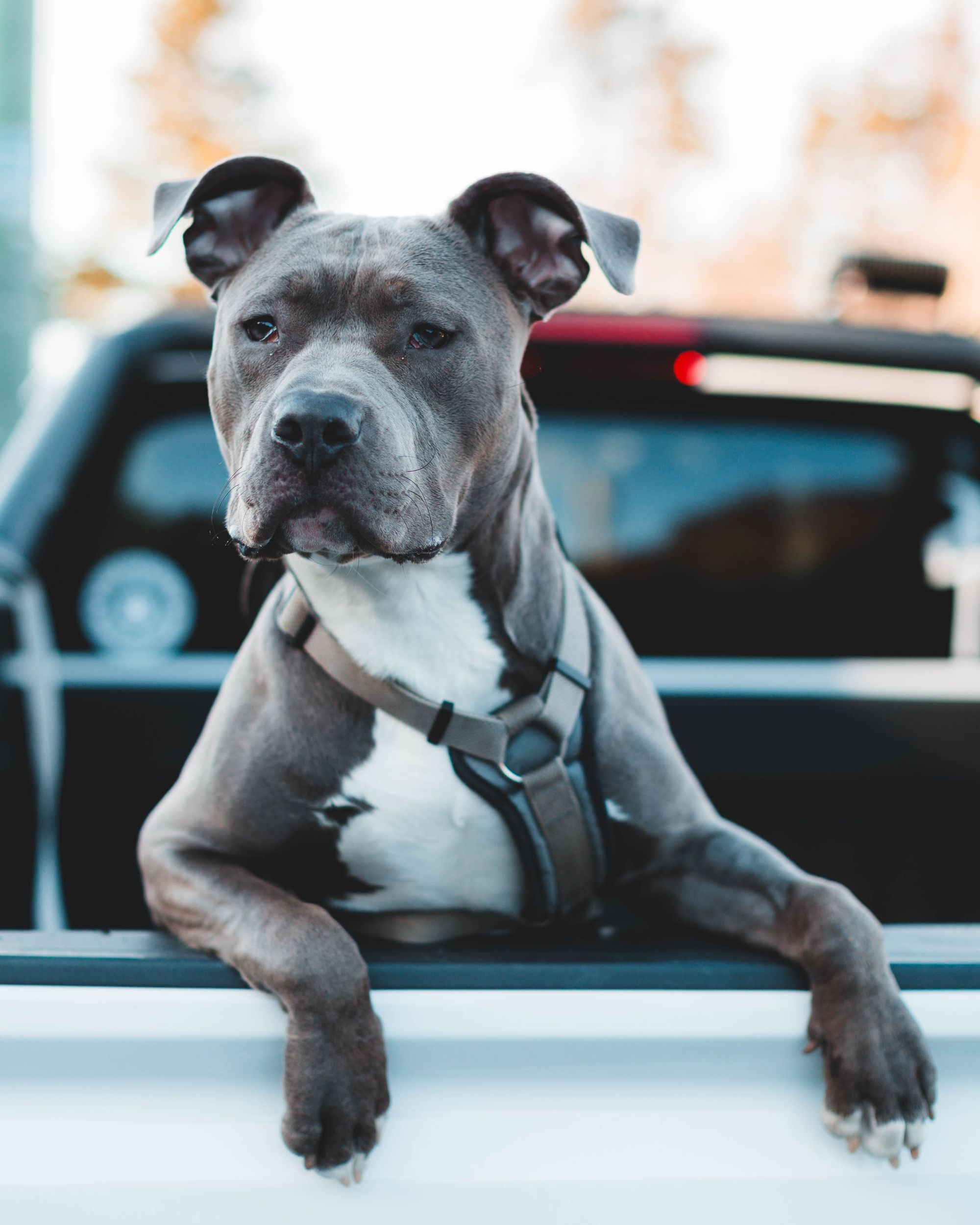 Breed Pit bull