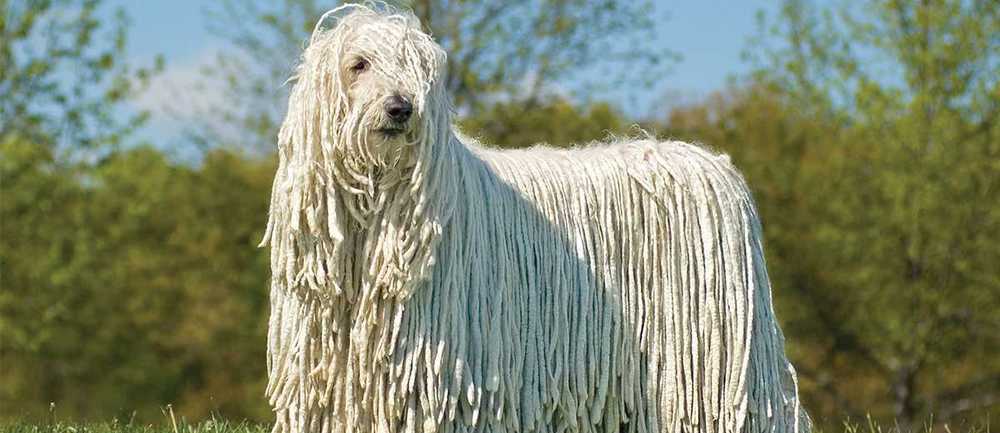 Mop Dog Personality