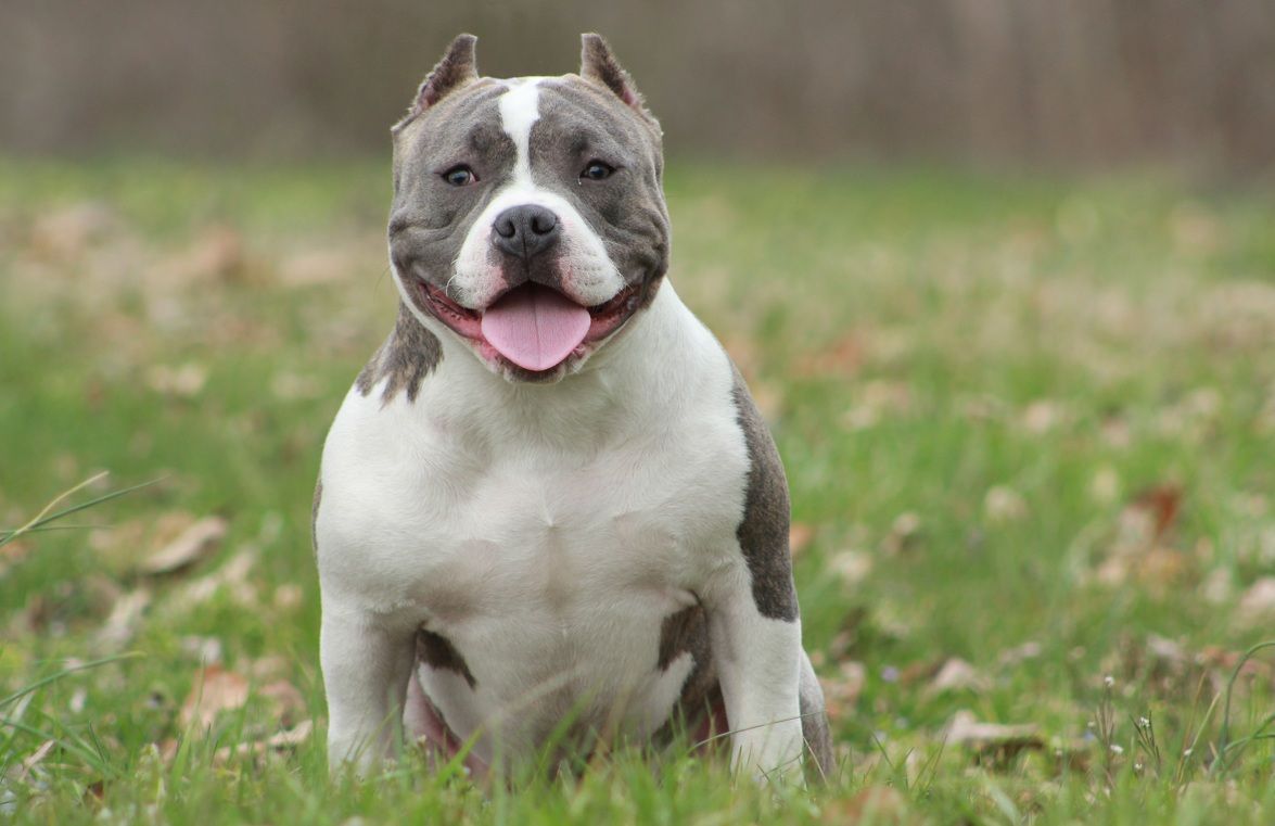 best collar for a pocket bully
