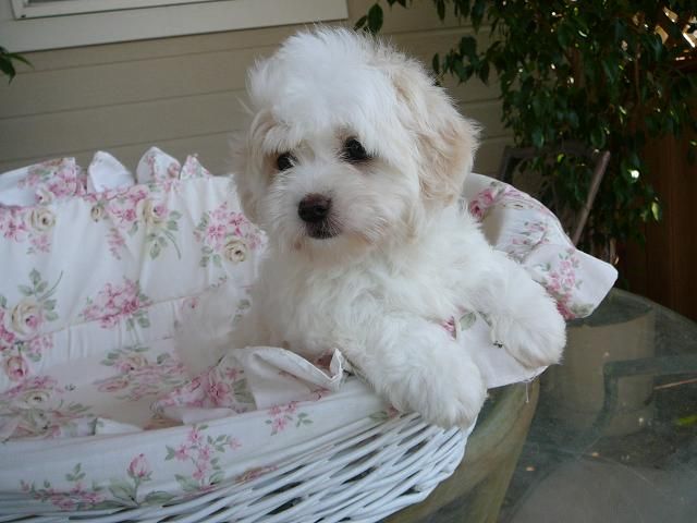 Charming Coton de Tulear