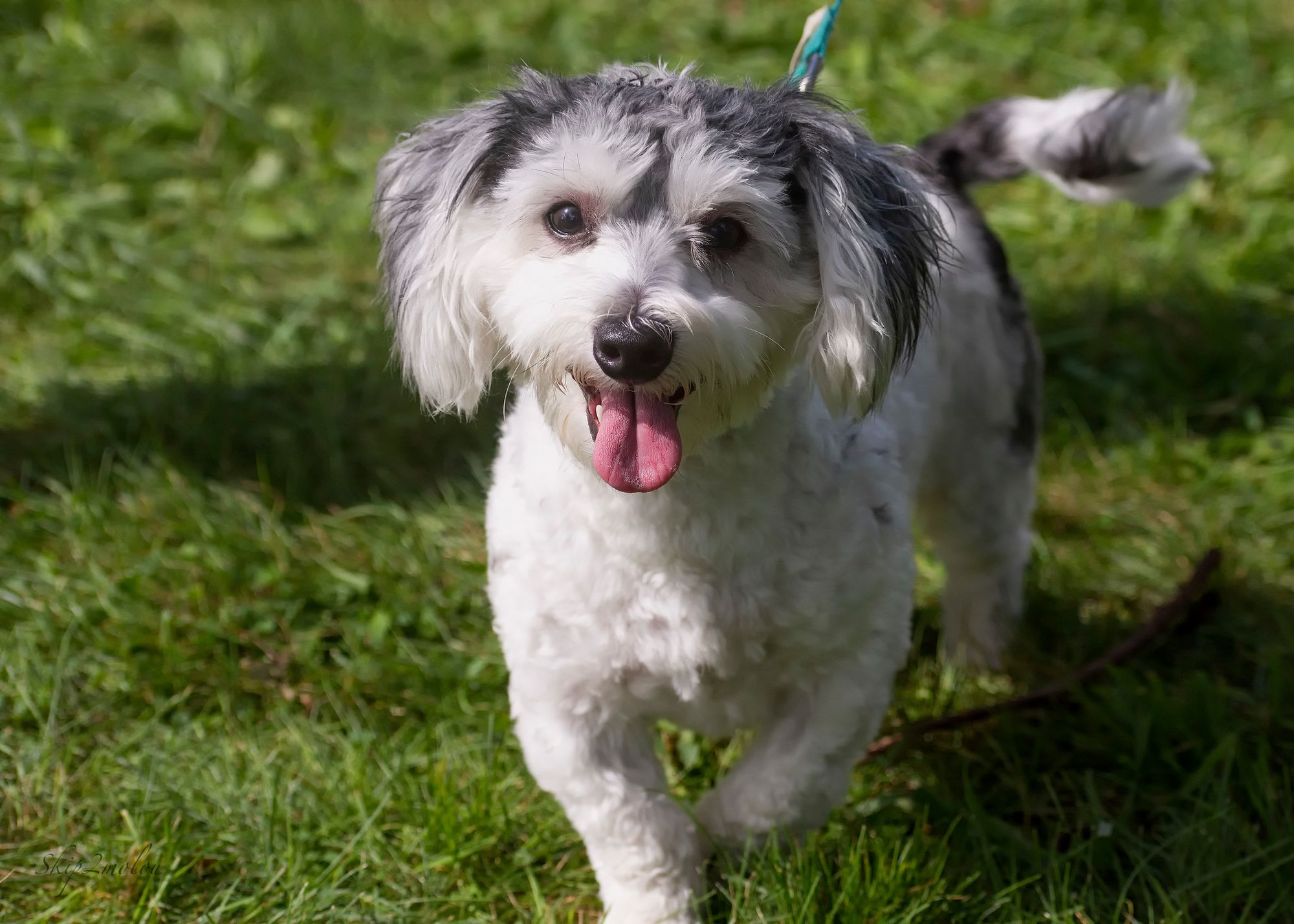 Coton de Tulear Dog