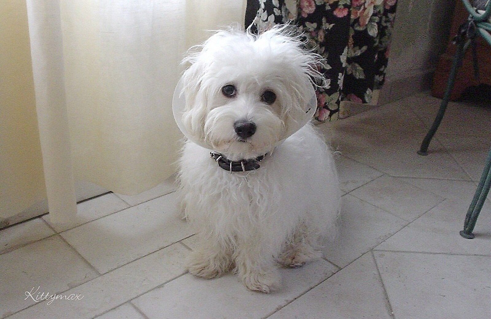 Coton de Tulear Breed