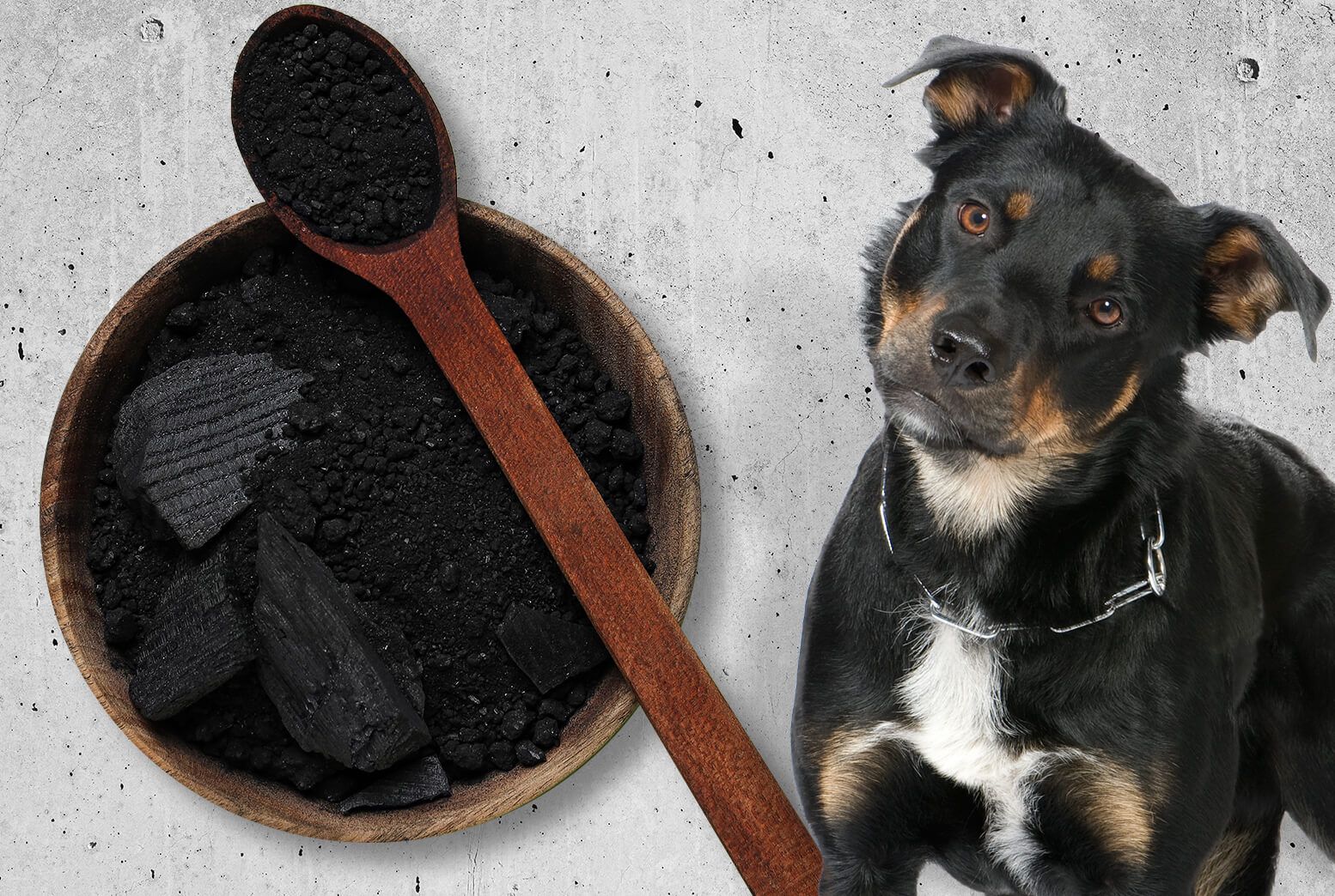 Activated Charcoal for Dogs