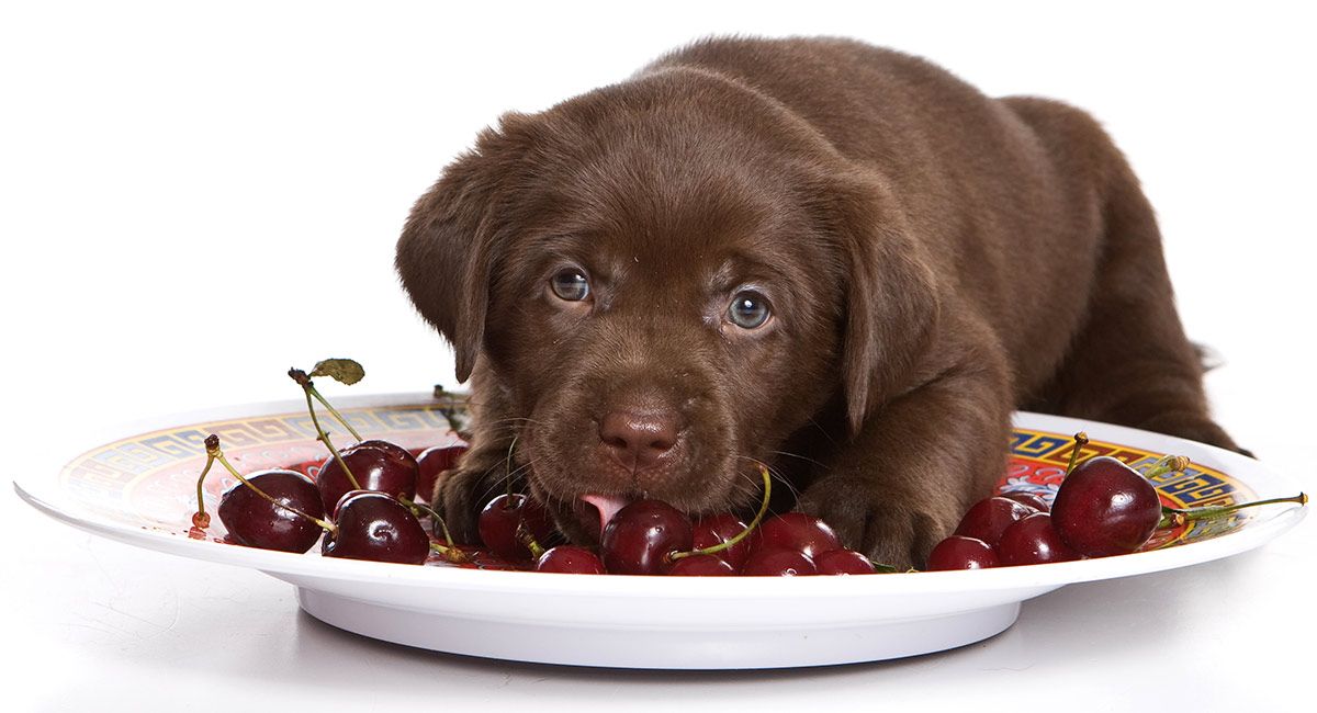 Can Dogs Eat Cherries?