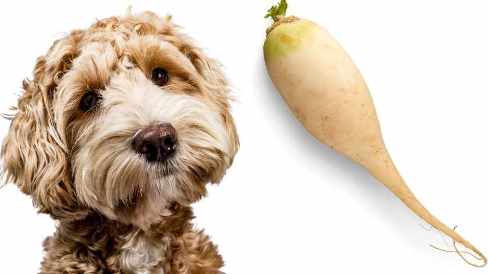 Can Dogs Eat Radishes