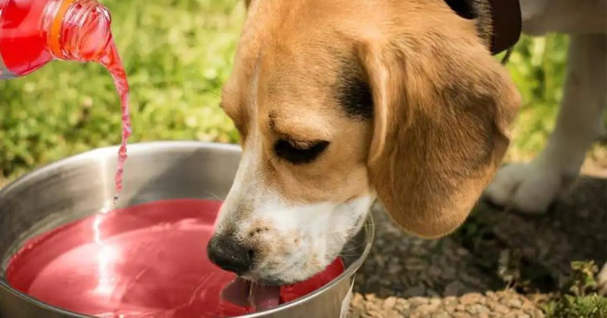 Can Dogs Have Gatorade?: https://blog.tryfi.com/