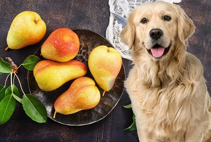 Can Dogs Eat Pears
