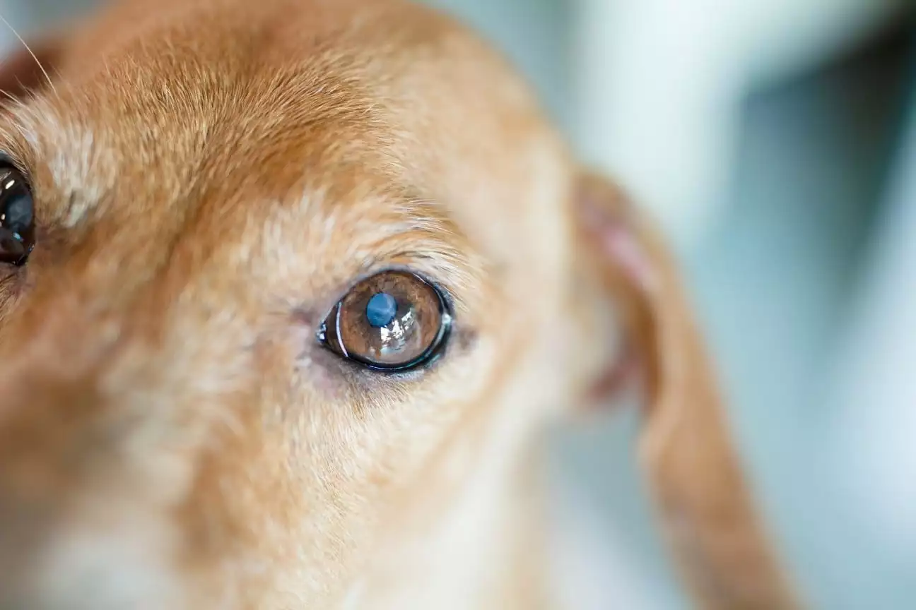 Dog Eye Boogers