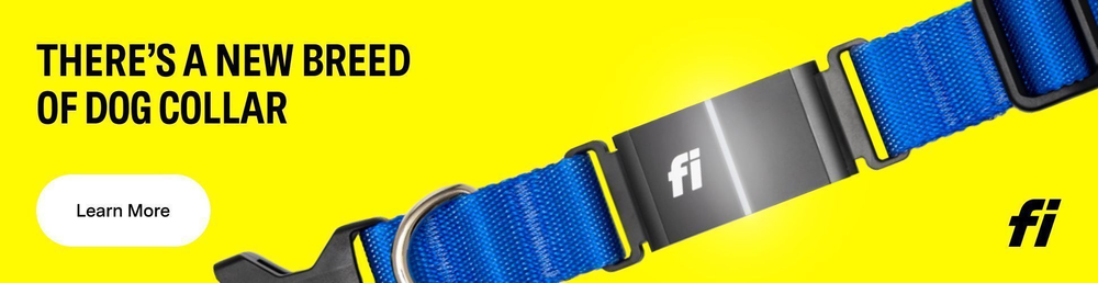 Blue French Bulldog Fi Collar