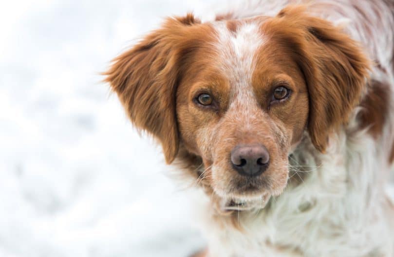 French Brittany Dogs