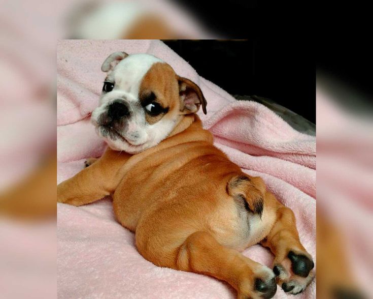 French Bulldog Tails