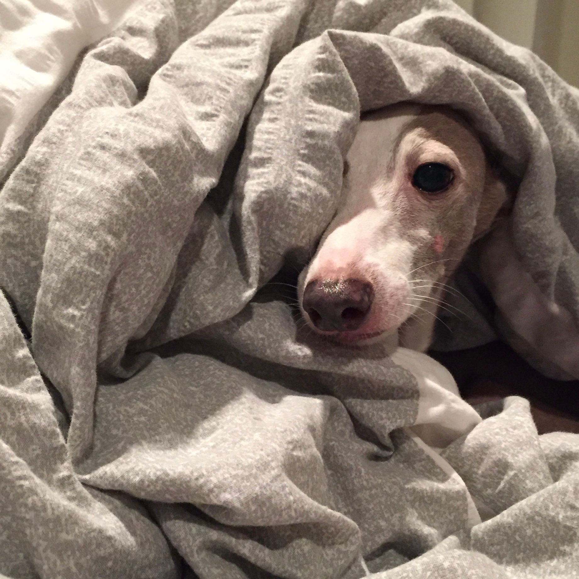 Italian Greyhound