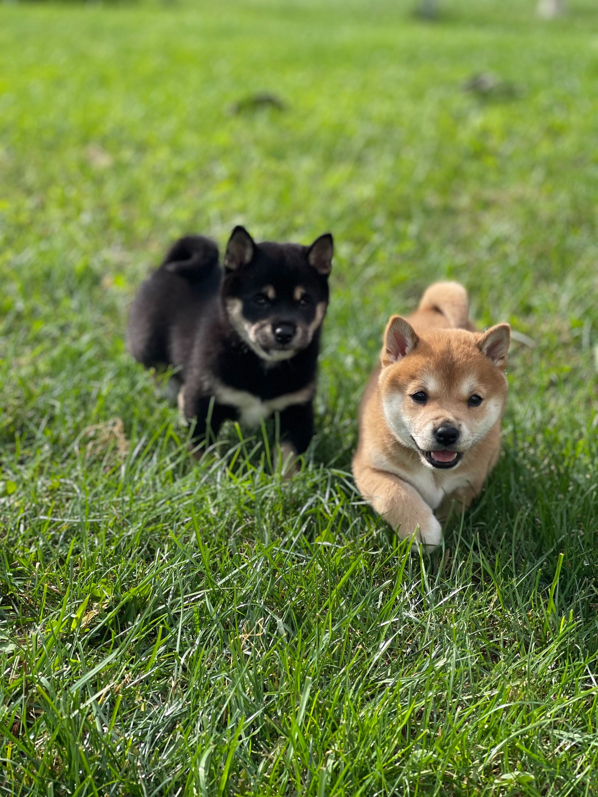mini-shiba-inu