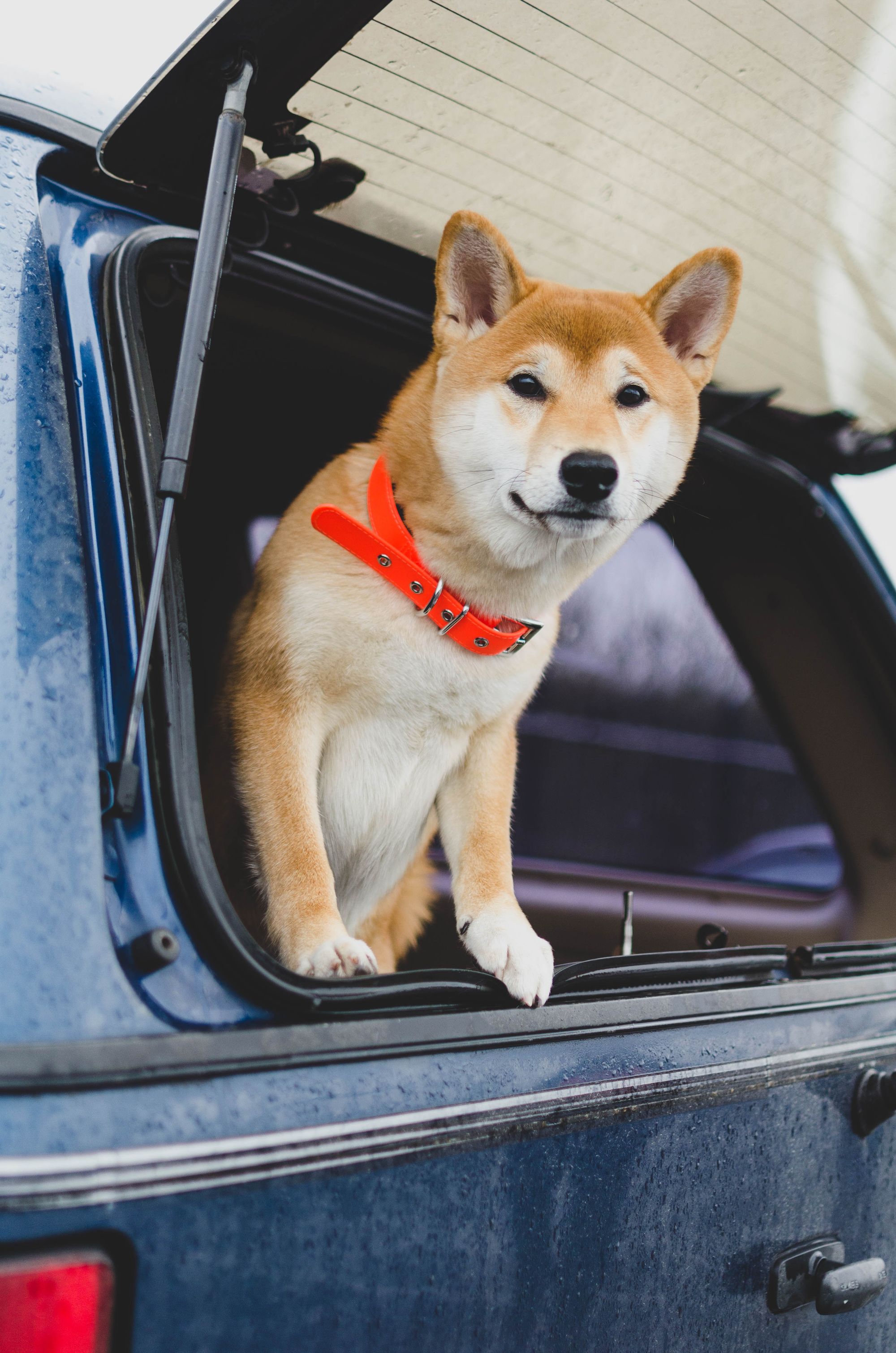 mini-shiba-inu