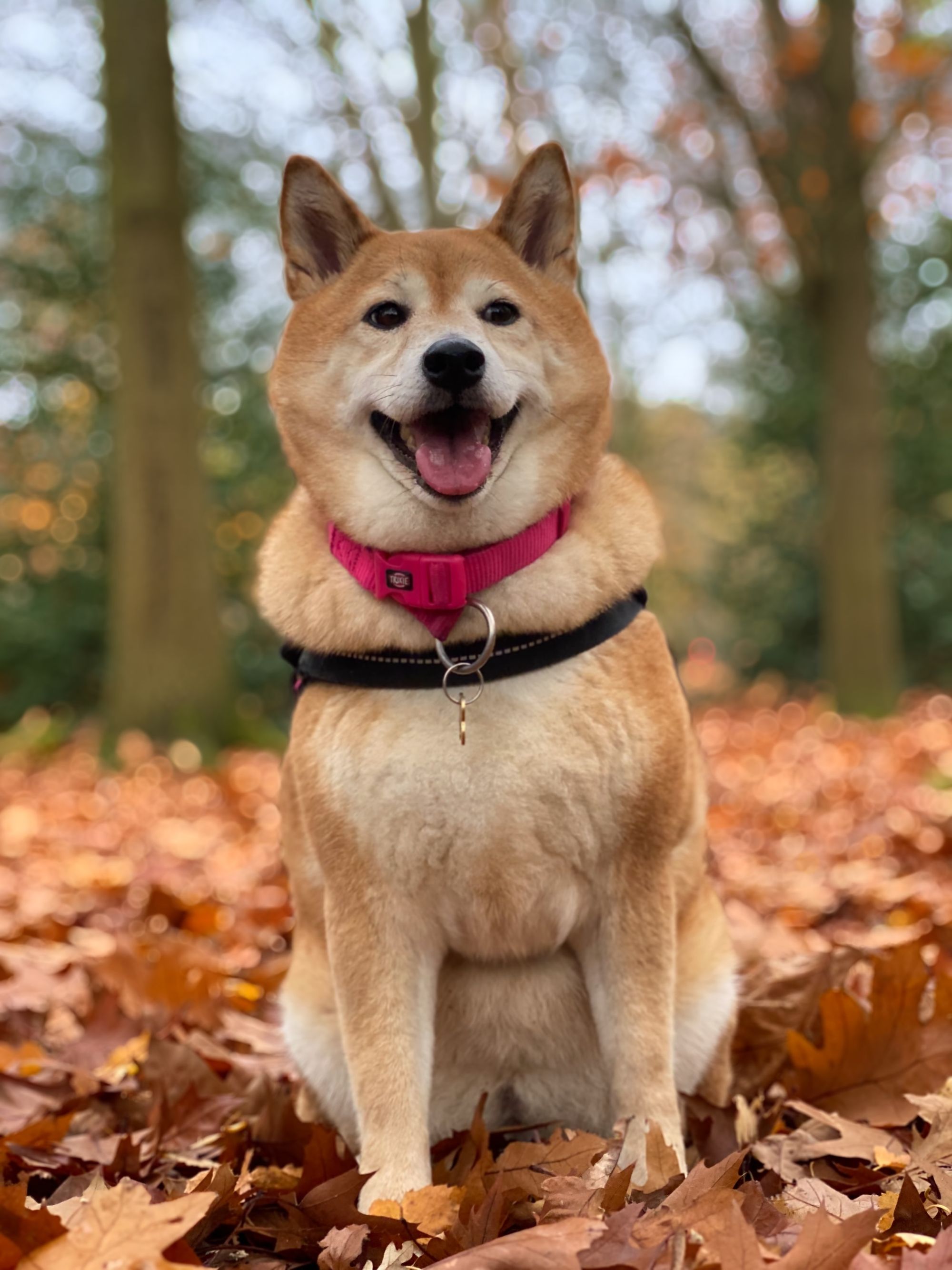 mini-shiba-inu