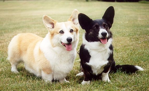 Pembroke or Cardigan