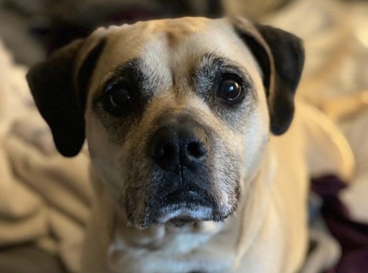 Pug Greyhound Mix Breed