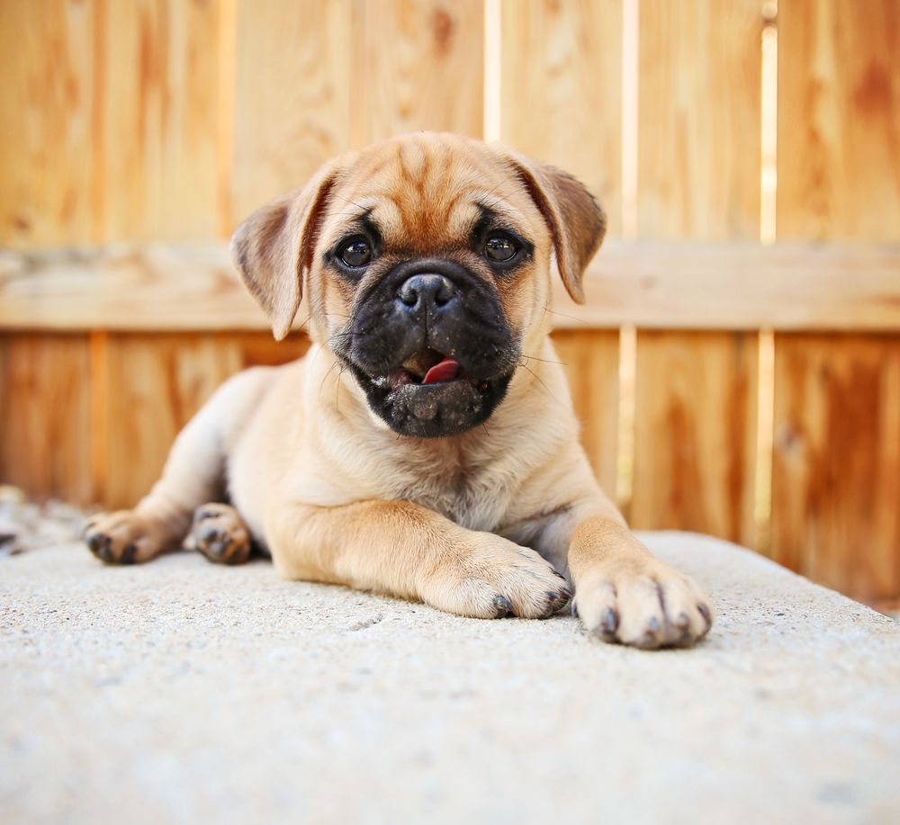 Pug Mix Dog