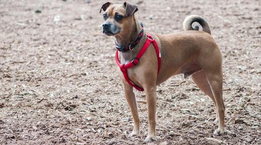 Pug Greyhound Mix Dog