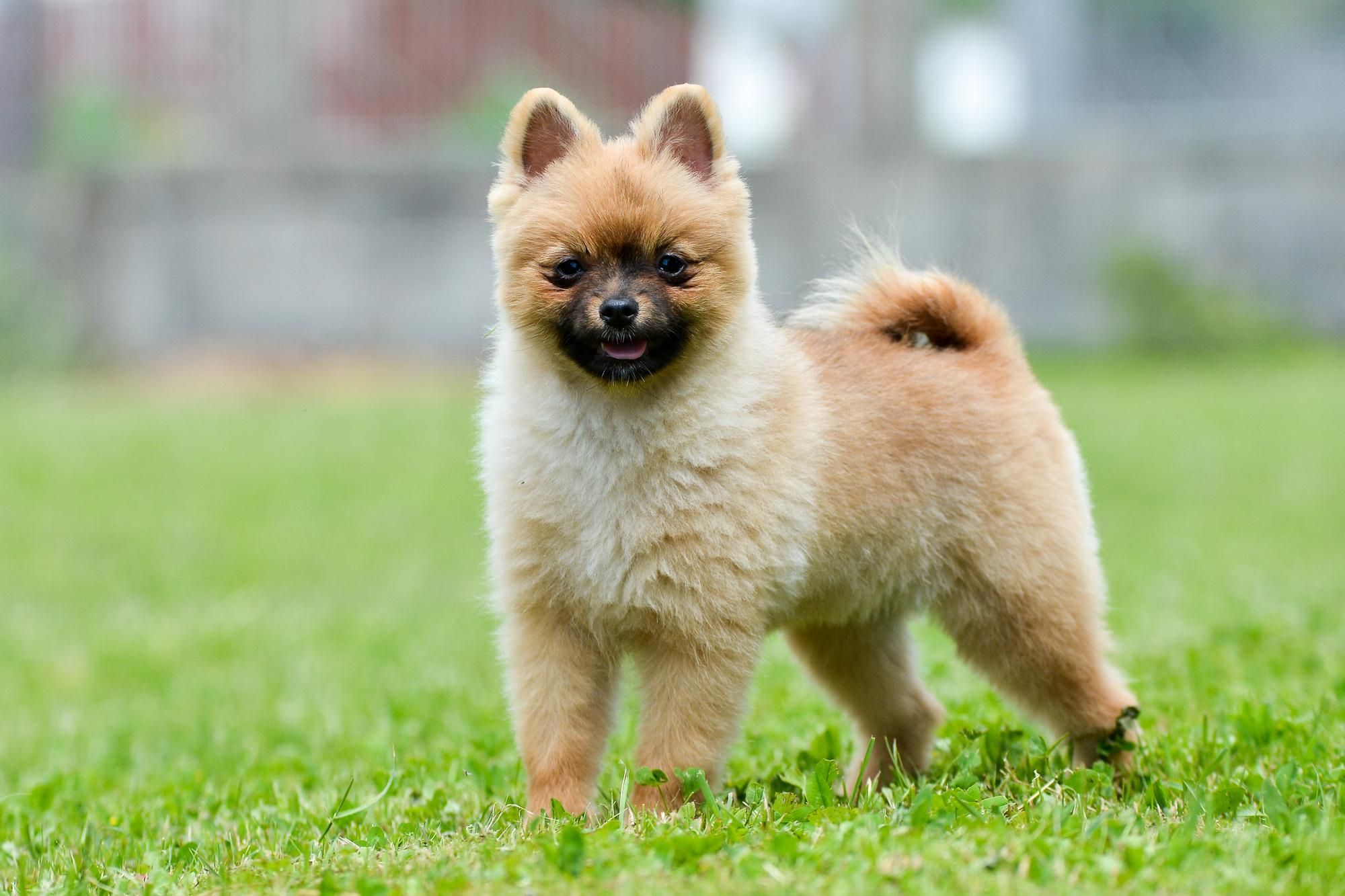 Puppy Cams