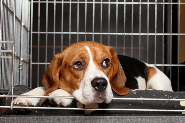 anxious dog in crate