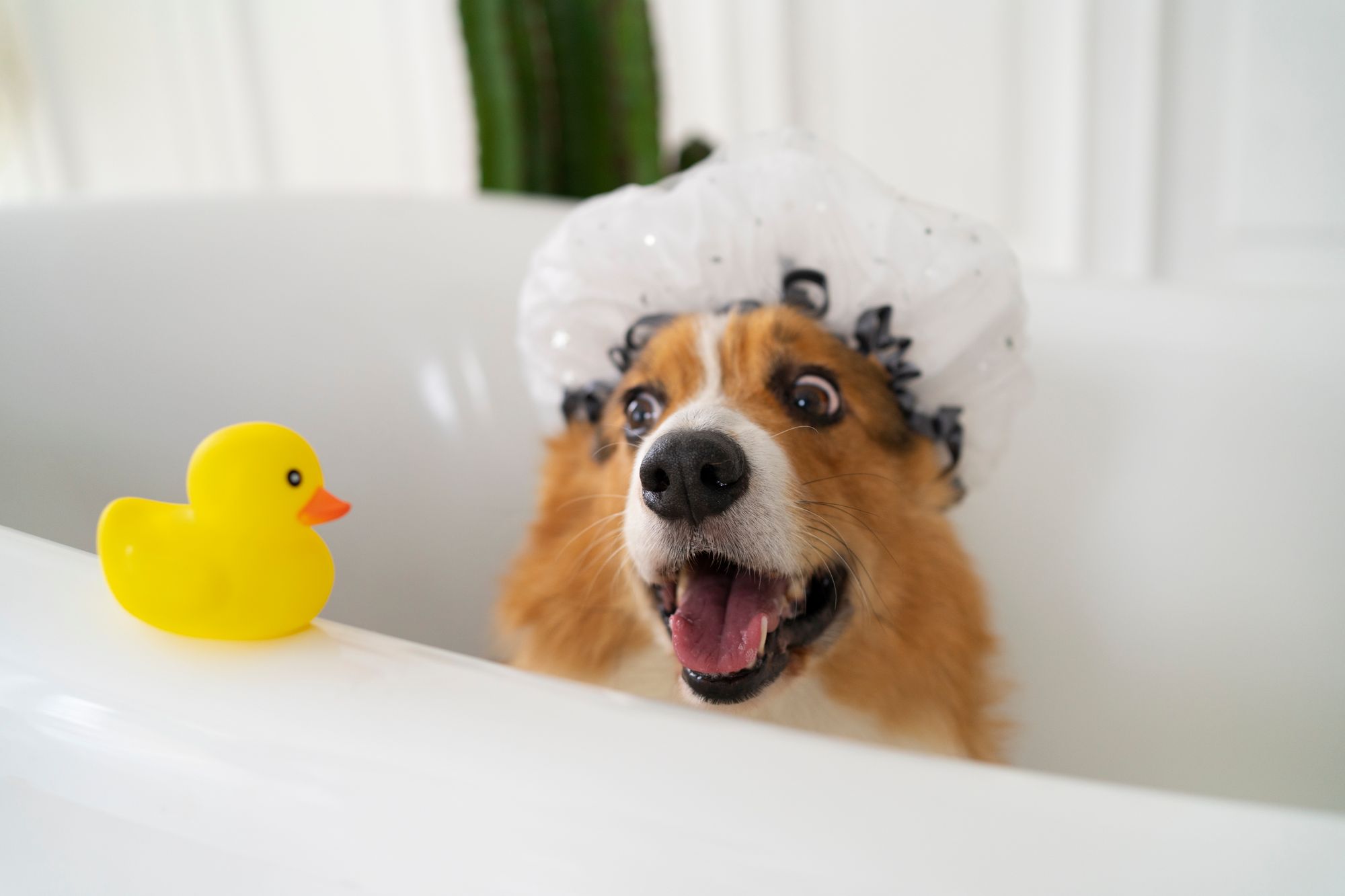 best-dog-shampoo