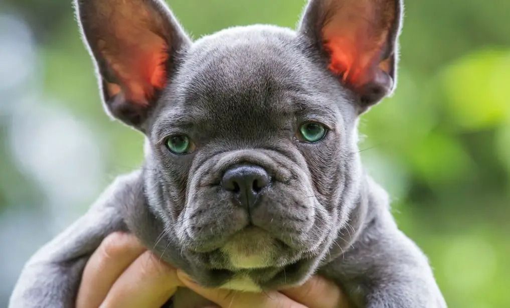 Blue French Bulldog Puppy